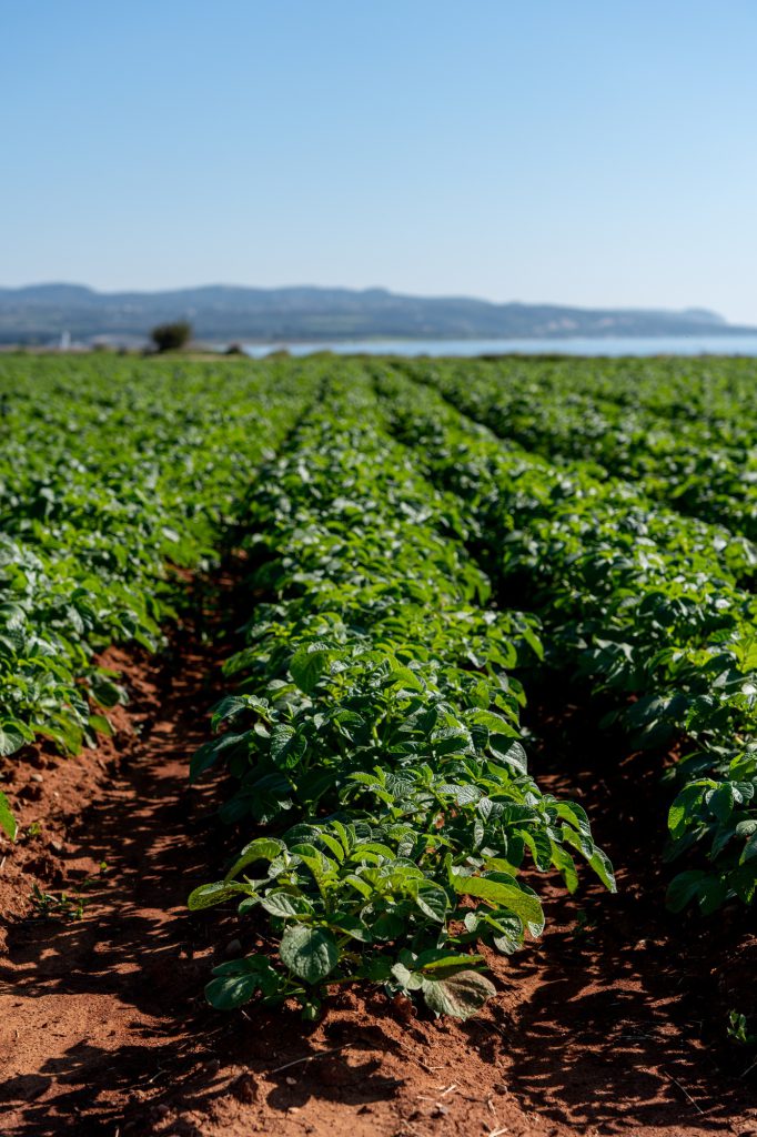 Agriculture and Farming - Potato Plantation in the Field